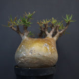 P.グラキリス 575