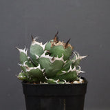 アガベ 姫厳龍 EC845