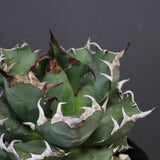 アガベ 姫厳龍 EC845