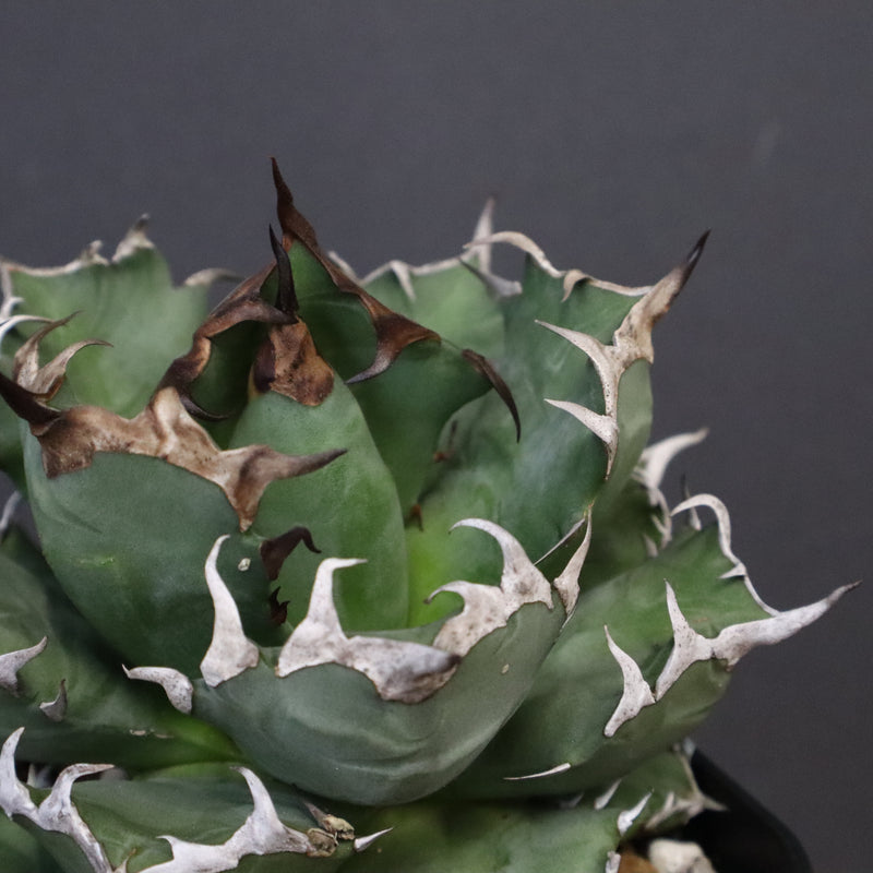 アガベ 姫厳龍 EC845