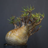 P.グラキリス 575