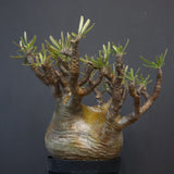 P.グラキリス 575