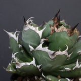 アガベ 姫厳龍 EC845