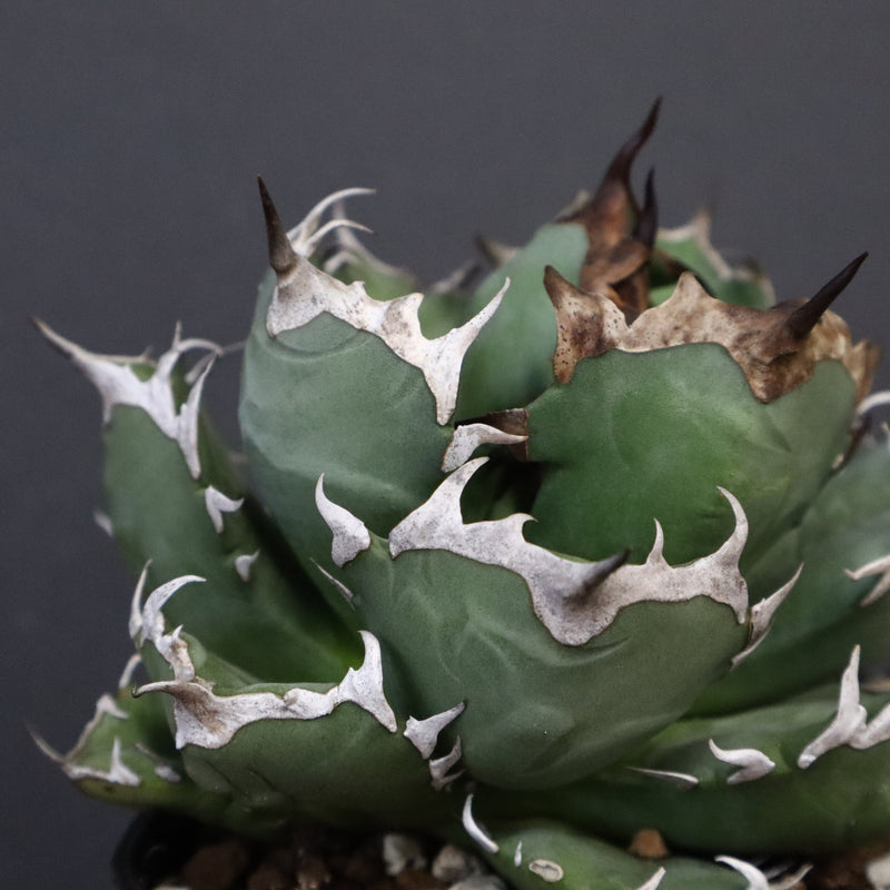 アガベ 姫厳龍 EC845