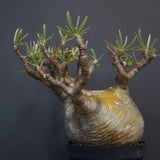 P.グラキリス 575