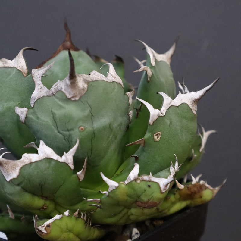 アガベ 姫厳龍 EC845