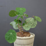 S.セファランタ （実生）EC3500