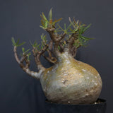 P.グラキリス 575