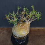 P.グラキリス 575