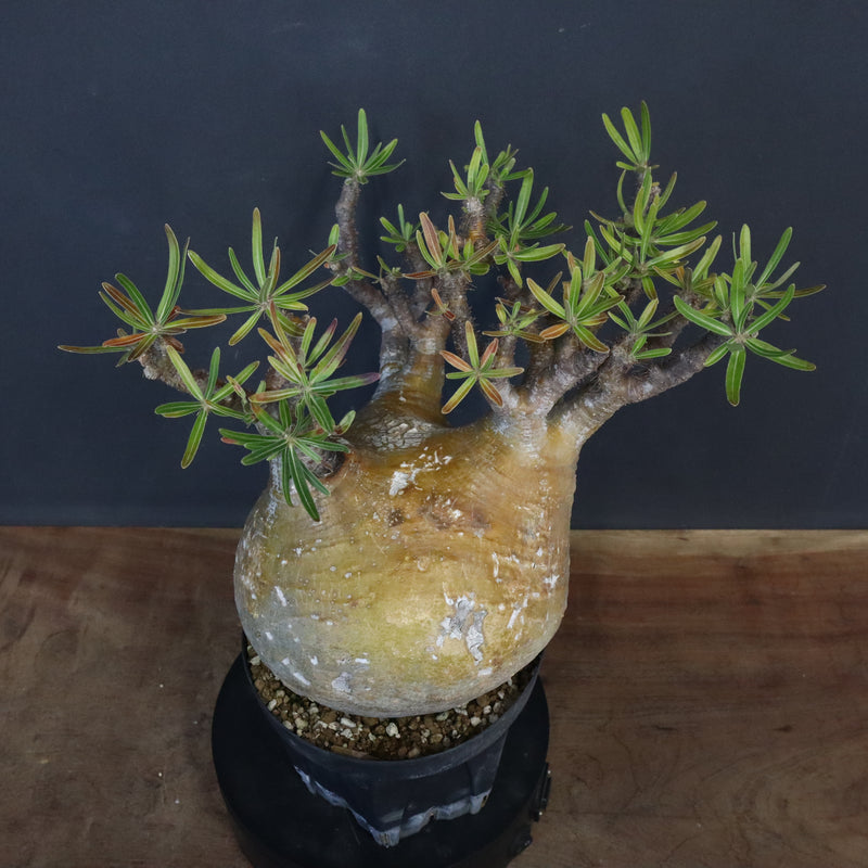 P.グラキリス 575 – TaiShoDo ONLINE SHOP