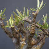 P.グラキリス 575