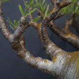 P.グラキリス 575