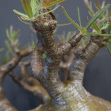 P.グラキリス 575