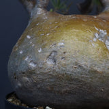 P.グラキリス 575