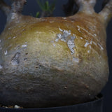 P.グラキリス 575