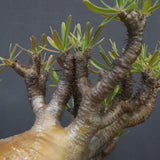 P.グラキリス 575