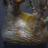 P.グラキリス 575