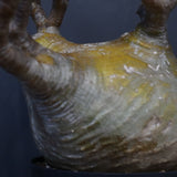 P.グラキリス 575