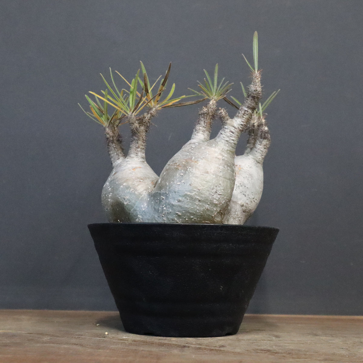 塊根植物 – 「