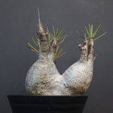 P.グラキリス 807