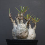 P.グラキリス 807