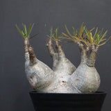 P.グラキリス 807