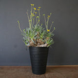 O.レトロルサ（実生） EC1750