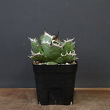 アガベ 姫厳龍 EC847