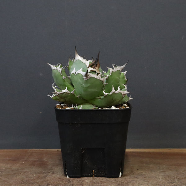 アガベ 姫厳龍 EC847