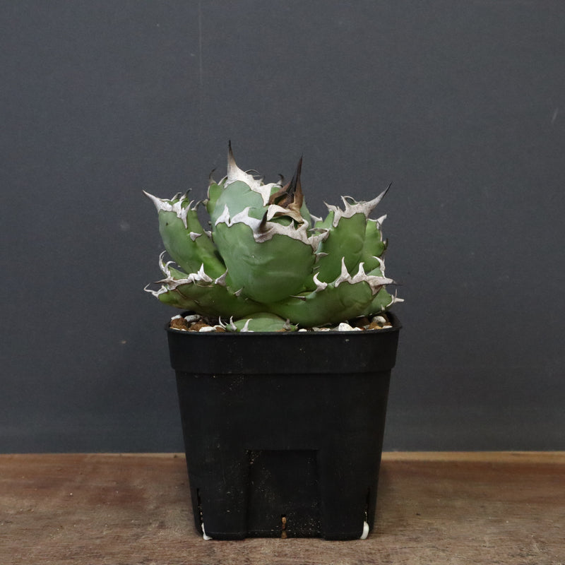 アガベ 姫厳龍 EC847