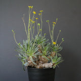 O.レトロルサ（実生） EC1750