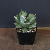 アガベ 姫厳龍 EC847