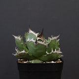 アガベ 姫厳龍 EC847