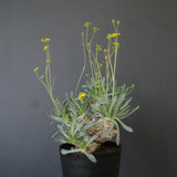 O.レトロルサ（実生） EC1750