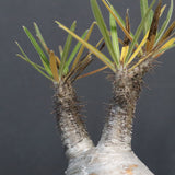 P.グラキリス 807