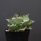 アガベ 姫厳龍 EC847