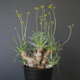 O.レトロルサ（実生） EC1750