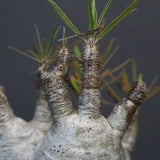 P.グラキリス 807