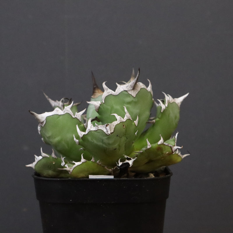 アガベ 姫厳龍 EC847