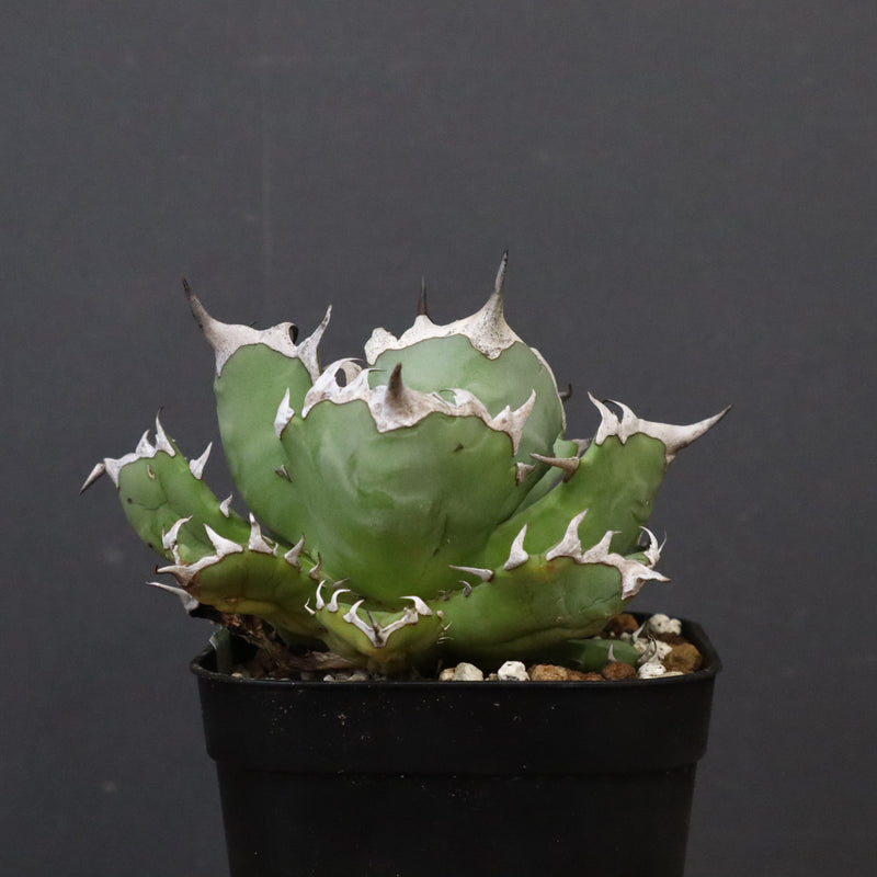 アガベ 姫厳龍 EC847