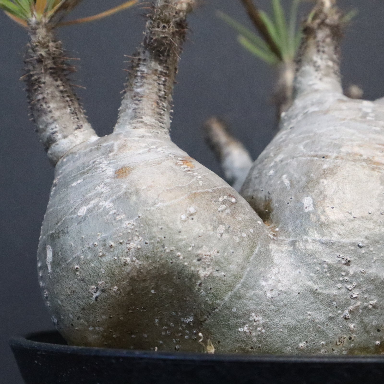 P.グラキリス 807 – TaiShoDo ONLINE SHOP