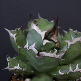 アガベ 姫厳龍 EC847