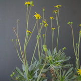 O.レトロルサ（実生） EC1750