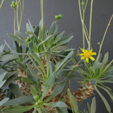 O.レトロルサ（実生） EC1750