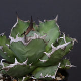 アガベ 姫厳龍 EC847