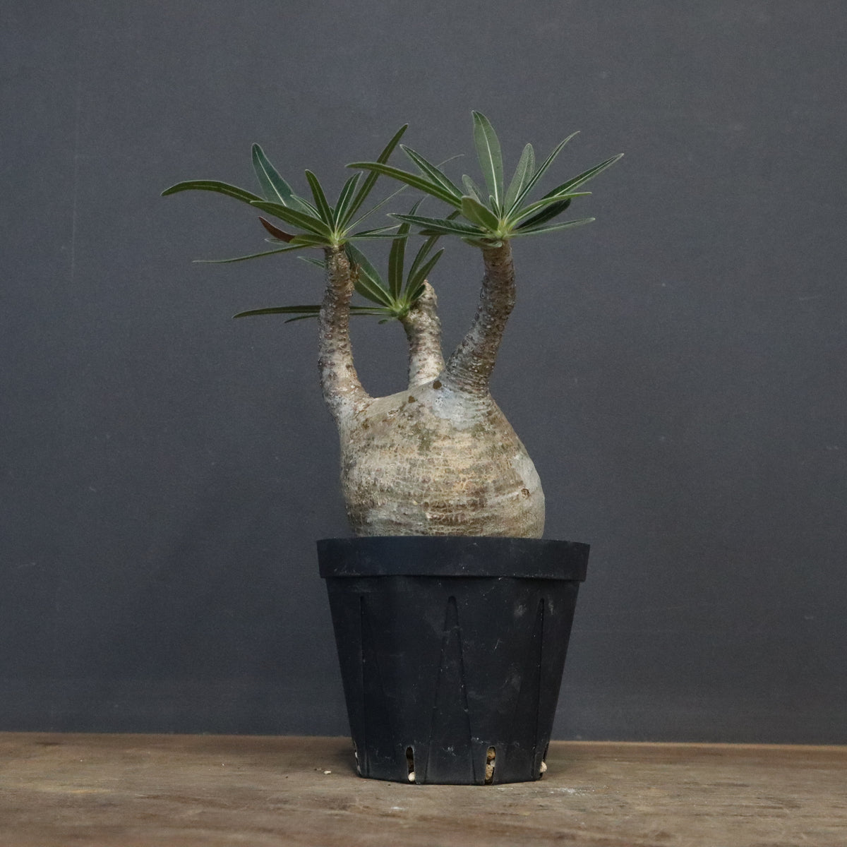 塊根植物 – 3ページ目 – TaiShoDo ONLINE SHOP