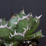 アガベ 姫厳龍 EC847