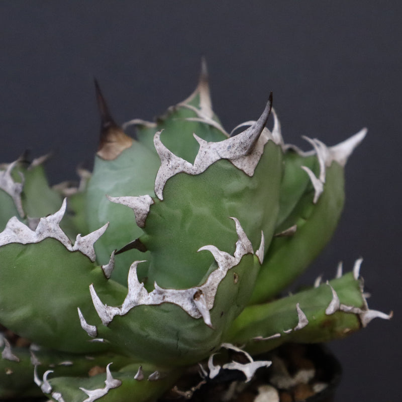 アガベ 姫厳龍 EC847