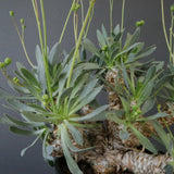 O.レトロルサ（実生） EC1750