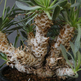 O.レトロルサ（実生） EC1750